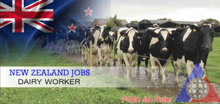Dairy Farm Assistant Job In New Zealand