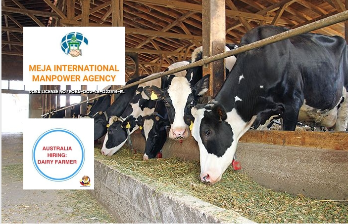 Hiring a Dairy Farmer in Australia MEJA International Manpower Agency 2023